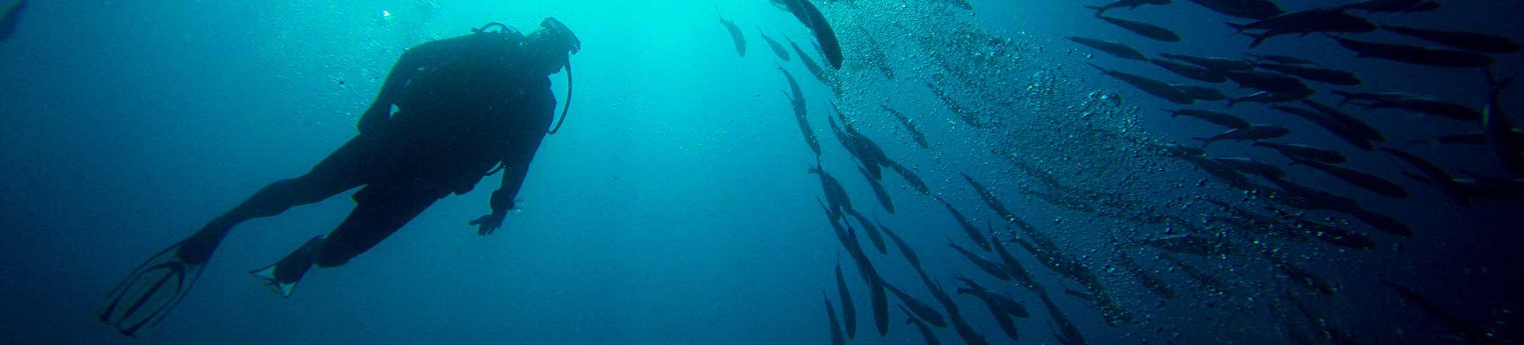 Scuba diver in the water with fish around.